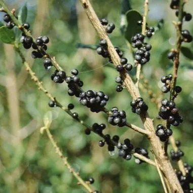 thumbnail for publication: Myrsine guianensis Rapanca, Myrsine